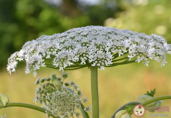 哪些植物吃了會躺板板 哪些植物有毒不能碰 哪些植物吃了會躺板板 哪些植物有毒不能碰