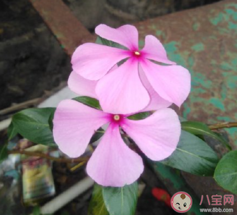 為何當代年輕人大多都恐婚 年輕人為何不想結婚