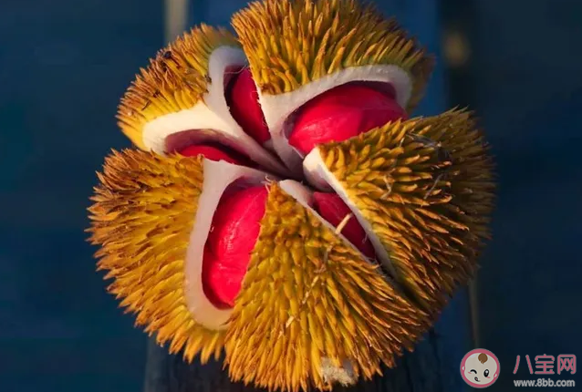 紅肉榴蓮味道怎么樣 紅肉榴蓮好吃嗎 紅肉榴蓮味道怎么樣 紅肉榴蓮好吃嗎