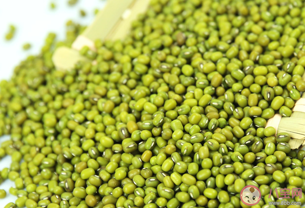 綠豆不能像黃豆一樣打出豆?jié){原因與什么有關(guān) 螞蟻莊園8月25日答案 綠豆不能像黃豆一樣打出豆?jié){原因與什么有關(guān) 螞蟻莊園8月25日答案