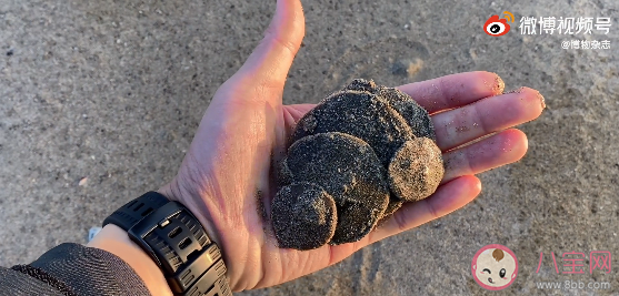 沙幣是個什么動物 沙錢死后為什么會變成白色