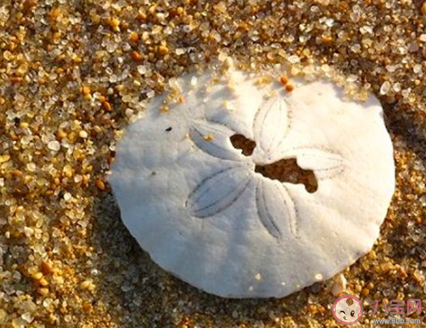 沙幣是個什么動物 沙錢死后為什么會變成白色