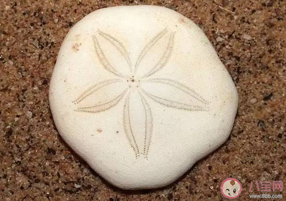 沙幣是個什么動物 沙錢死后為什么會變成白色