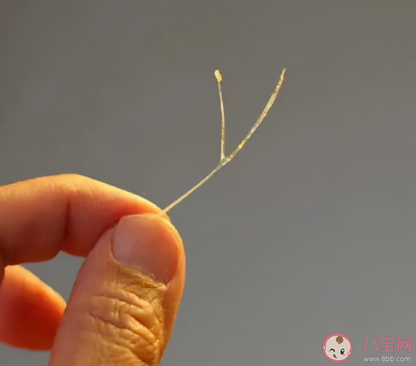 魚刺卡喉哪些事情不要做 魚刺卡喉正確急救處理方法