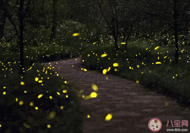 螢火蟲發(fā)出的光為什么忽明忽暗 螞蟻莊園8月28日正確答案