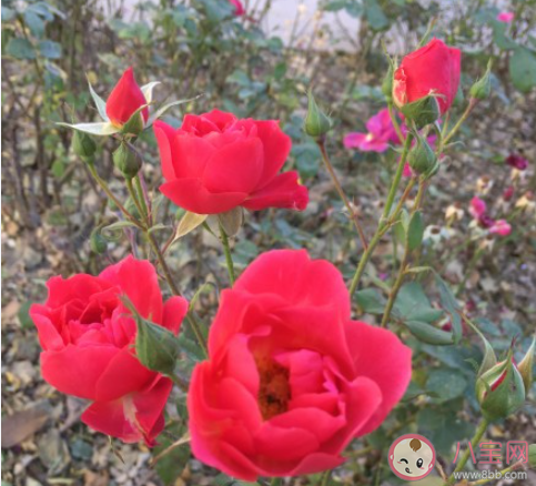 獨居有哪些好處和壞處 獨居要注意些什么