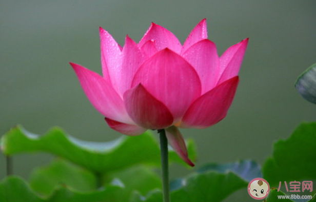 接天蓮葉無窮碧映日荷花別樣紅描寫的是哪個湖的美景 螞蟻莊園8月31日答案 接天蓮葉無窮碧映日荷花別樣紅描寫的是哪個湖的美景 螞蟻莊園8月31日答案