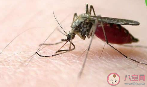 螞蟻莊園蚊子在秋天往往戰斗力更強是因為秋天 小課堂9月2日答案 螞蟻莊園蚊子在秋天往往戰斗力更強是因為秋天 小課堂9月2日答案