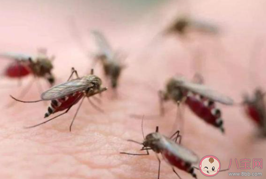 螞蟻莊園蚊子在秋天往往戰斗力更強是因為秋天 小課堂9月2日答案 螞蟻莊園蚊子在秋天往往戰斗力更強是因為秋天 小課堂9月2日答案