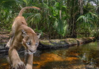 在生活中遇到野生動物怎么辦 開車遇到動物怎么辦
