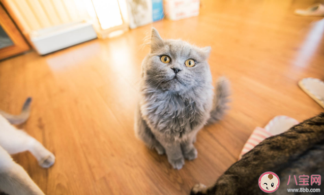 如何看待貓咖的存在 貓咖是什么時候興起的