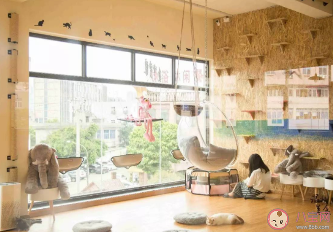 如何看待貓咖的存在 貓咖是什么時候興起的