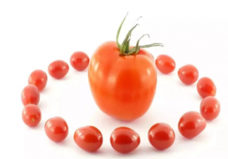 大小番茄哪個熱量更高 小番茄大番茄哪個更有營養