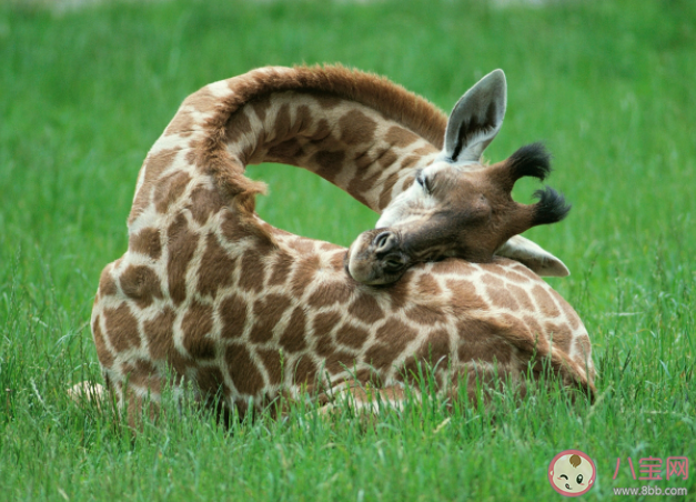 長頸鹿未來會滅絕嗎 長頸鹿為什么瀕臨滅絕