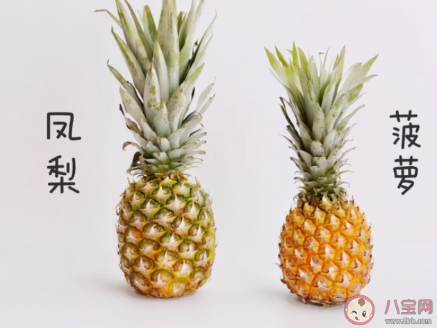 螞蟻莊園菠蘿和鳳梨是同一種水果嗎 9月8日答案解析 螞蟻莊園菠蘿和鳳梨是同一種水果嗎 9月8日答案解析