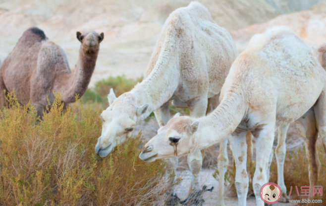 駱駝奶更接近母乳嗎 駝奶粉營養怎么樣