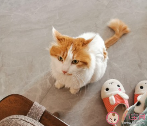 孕期該不該送走寵物 孕期喂養寵物需要注意什么