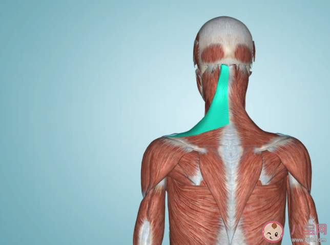 直角肩是健康的體態嗎 練直角肩會帶來哪些健康問題