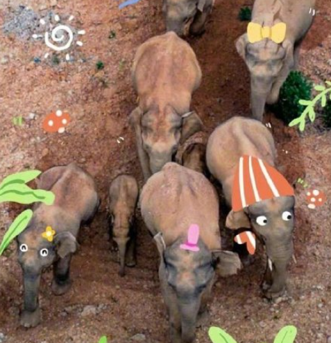 北移亞洲象群完全進入傳統棲息地 象群離家多久了