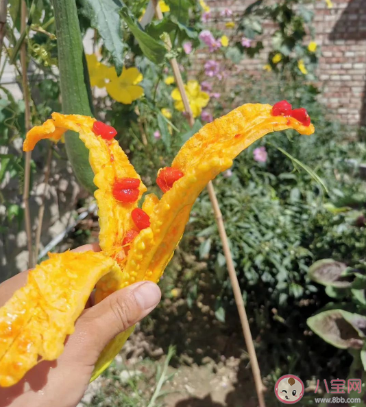 苦瓜成熟后為什么是甜的 苦瓜為什么這么苦