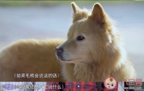 寵物能代替子女對老人的陪伴嗎 寵物對老人意味著什么