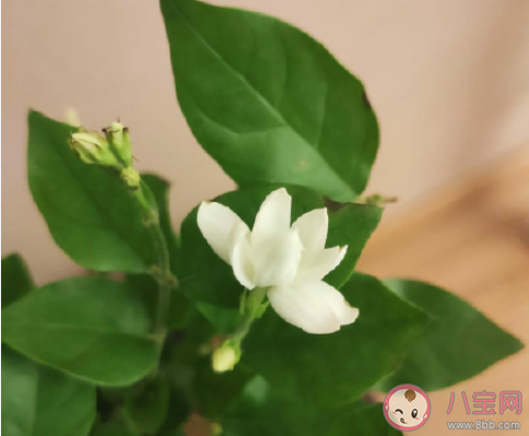 分享欲轉移算不算精神出軌 伴侶間沒有分享欲怎么辦 分享欲轉移算不算精神出軌 伴侶間沒有分享欲怎么辦