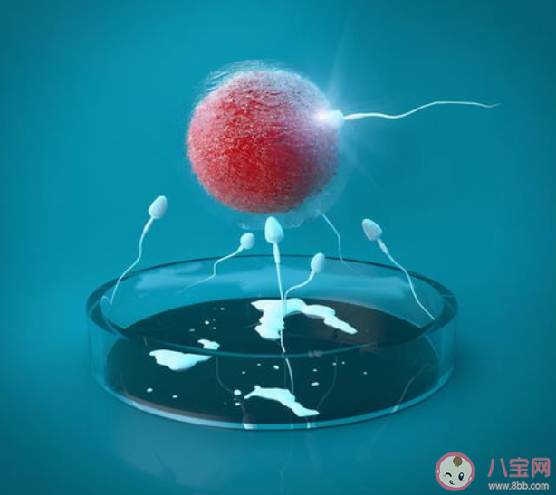 試管嬰兒可以做龍鳳胎嗎 試管嬰兒雙胎妊娠風險大嗎