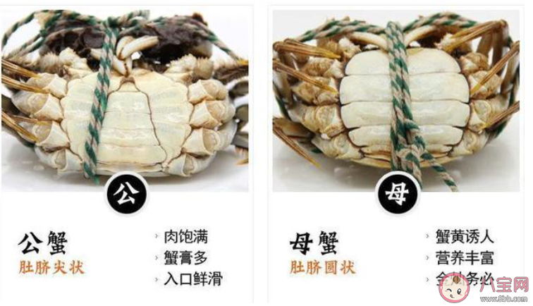 死蟹到底能不能吃 公蟹和母蟹怎么區(qū)分 死蟹到底能不能吃 公蟹和母蟹怎么區(qū)分