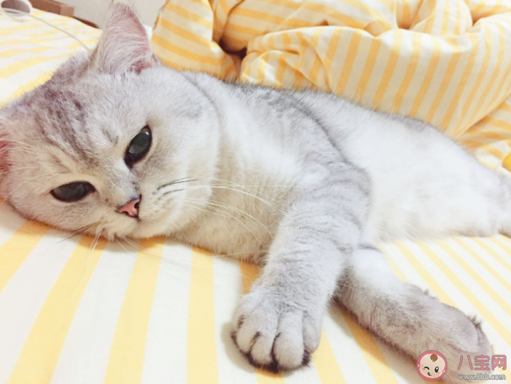 北漂該不該養貓 漂泊在外的年輕人適合養貓嗎