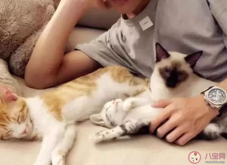 北漂該不該養貓 漂泊在外的年輕人適合養貓嗎