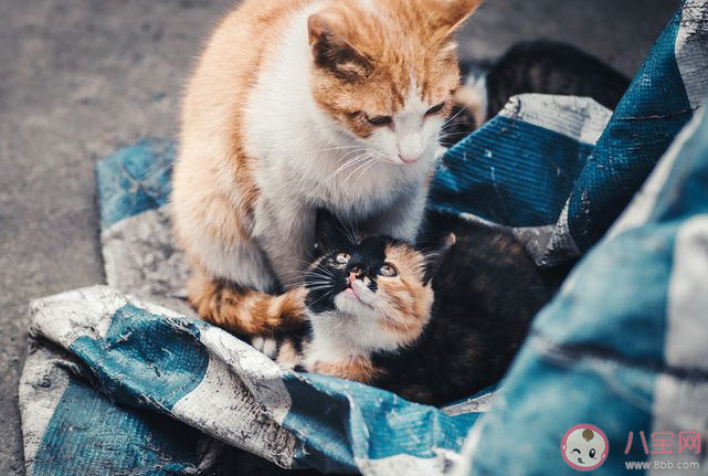 北漂該不該養貓 漂泊在外的年輕人適合養貓嗎