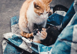 北漂該不該養(yǎng)貓 漂泊在外的年輕人適合養(yǎng)貓嗎