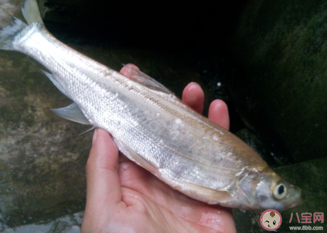 魚膽為什么會有毒 魚膽中毒有什么癥狀