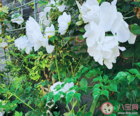 表達(dá)欲和分享欲太強需要克制嗎 分享欲太強了該怎么辦 表達(dá)欲和分享欲太強需要克制嗎 分享欲太強了該怎么辦