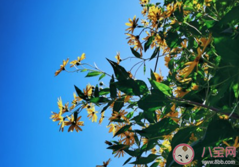 表達(dá)欲和分享欲太強需要克制嗎 分享欲太強了該怎么辦 表達(dá)欲和分享欲太強需要克制嗎 分享欲太強了該怎么辦