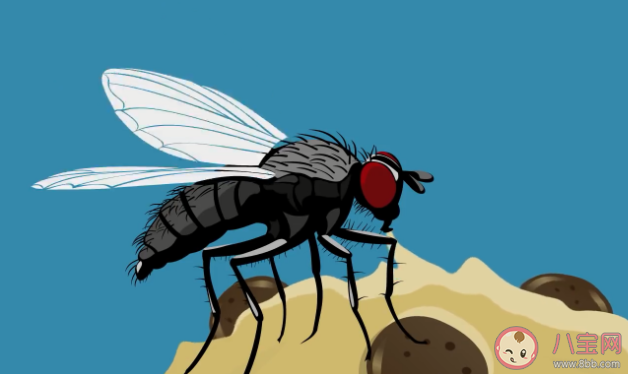 蒼蠅叮過(guò)的東西還能吃嗎 蒼蠅這么臟為什么自己不生病
