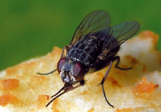 蒼蠅叮過的東西還能吃嗎 蒼蠅這么臟為什么自己不生病