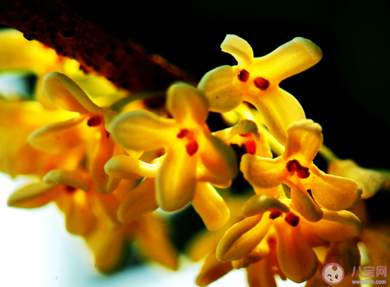 2021桂花還沒開的心情說說 2021桂花還沒開放的句子