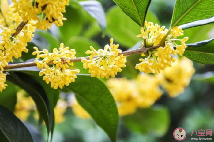 2021桂花還沒開的心情說說 2021桂花還沒開放的句子