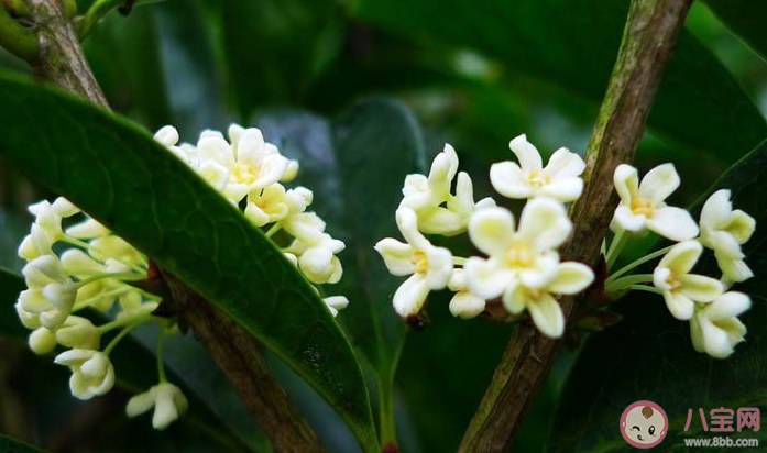 2021桂花還沒開的心情說說 2021桂花還沒開放的句子