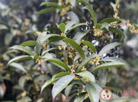 等桂花開的朋友圈怎么發 等待桂花開放的朋友圈句子 等桂花開的朋友圈怎么發 等待桂花開放的朋友圈句子