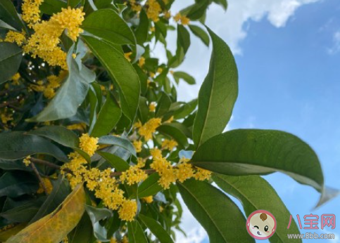 等桂花開的朋友圈怎么發 等待桂花開放的朋友圈句子 等桂花開的朋友圈怎么發 等待桂花開放的朋友圈句子