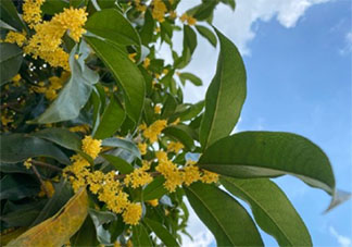 等桂花開的朋友圈怎么發 等待桂花開放的朋友圈句子