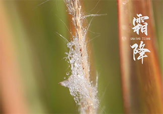 霜降是幾月幾日2021年 霜降有哪些風(fēng)俗習(xí)慣