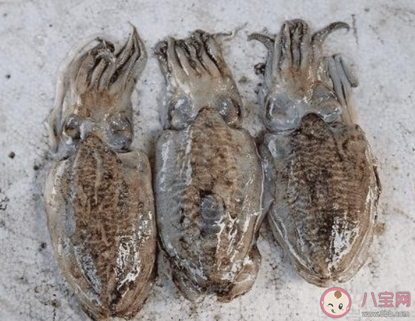 如何區分辨別魷魚八爪魚墨魚 魷魚八爪魚墨魚有什么區別 如何區分辨別魷魚八爪魚墨魚 魷魚八爪魚墨魚有什么區別
