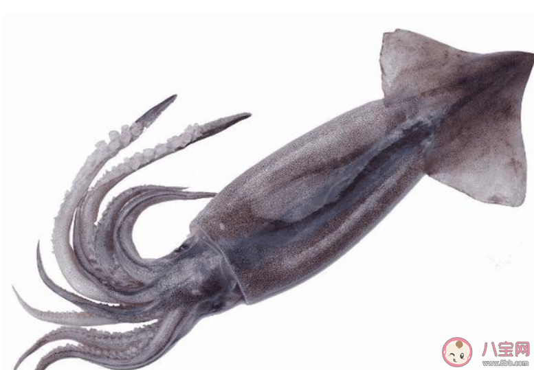 如何區分辨別魷魚八爪魚墨魚 魷魚八爪魚墨魚有什么區別 如何區分辨別魷魚八爪魚墨魚 魷魚八爪魚墨魚有什么區別