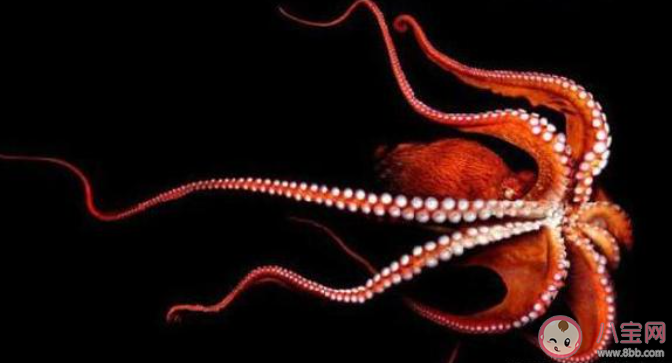 如何區分辨別魷魚八爪魚墨魚 魷魚八爪魚墨魚有什么區別 如何區分辨別魷魚八爪魚墨魚 魷魚八爪魚墨魚有什么區別