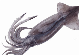 如何區分辨別魷魚八爪魚墨魚 魷魚八爪魚墨魚有什么區別