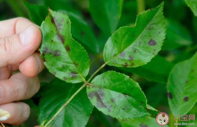 月季葉片上的褐色斑點(diǎn)是什么 月季花秋季病害防治方法是什么