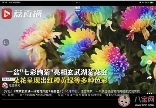 一朵菊花開出7種顏色 七彩炫菊是怎么種出來的